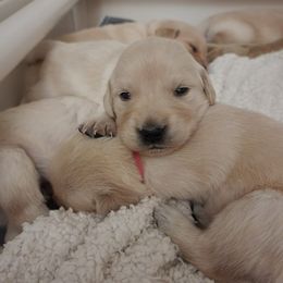 Golden Retrievers from Tamarind Goldens