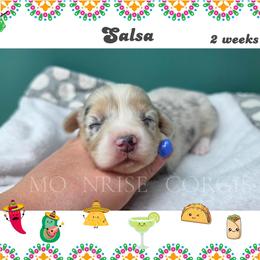 Salsa - Blue merle and white female American Corgi puppy in Mansfield, Ohio from Moonrise corgis