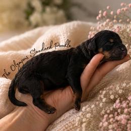 Ahsoka Tano - Phantom female Poodle puppy in Spring Hills, Florida from The Olympus Standard Poodle