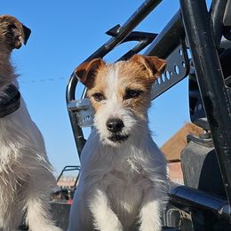 Russell Terriers from Ruff and Tumble Russell Terriers