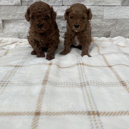 Cavapoo Puppies from Corrington Curls