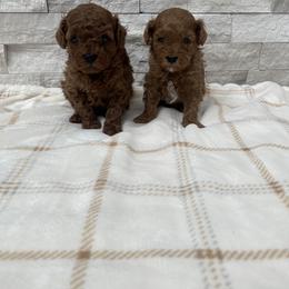 Cavapoo Puppies from Corrington Curls