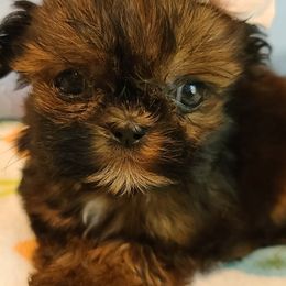 Shih Tzus from FurryTails Shih-tzu