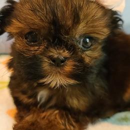 Shih Tzus from FurryTails Shih-tzu