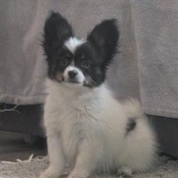 Cotton - White and black male Papillon puppy in Dorset, Ohio from Classy Country Papillons