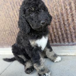 Saint Berdoodle Puppies from Badland St. Berdoodles LLC