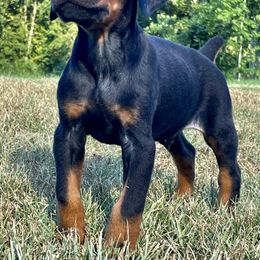 Doberman Pinscher and Labrador Retriever Puppies from Mississippi K9 Kennel