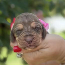 Light pink - female Bloodhound puppy in Lynchburg, Virginia from Bloodhound Life