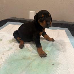 Boy 1 - Black and rust male Doberman Pinscher puppy in Elgin, Texas from New Horizons Kennels