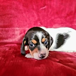 Dachshund Puppies from Lucky Dachshunds