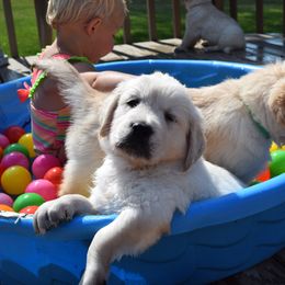 Golden Retriever Puppies from Golden Retriever Companions