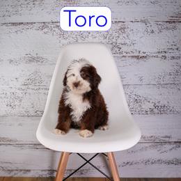 Toro - Chocolate male Assorted Doodle Crosses puppy in Calhoun, Georgia from Happy Top Doodles