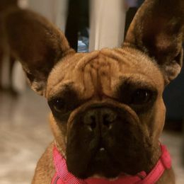 French Bulldogs from Frenchie.Kreationz
