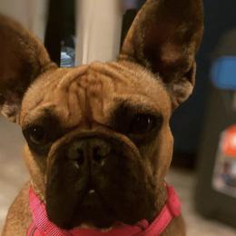French Bulldogs from Frenchie.Kreationz