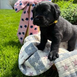 2nd pick female - Black female Labrador Retriever puppy in Suffolk County, New York from South Shore Labradors