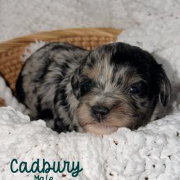 Cadbury - Merle male Australian Labradoodle puppy in Beecher, Illinois from Erica’s Doodles