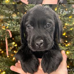 Wasp - Yellow Collar, Black Female - 3,500 - Black female Labrador Retriever puppy in Eaton Rapids, Michigan from Higher Ground Labradors
