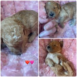 Red abstract female - Red female Bernedoodle puppy in Clarksville, Iowa from Iowa Heartland Doodles