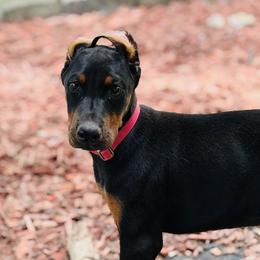 Nyx - Black and rust female Doberman Pinscher puppy in Winchester, Ohio from 32 Farms
