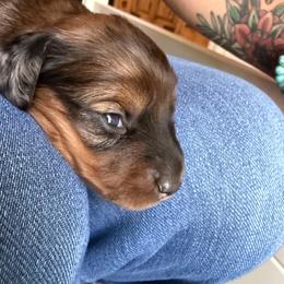 Reece - Dapple female Dachshund puppy in Rising Star, Texas from Boring Weenies