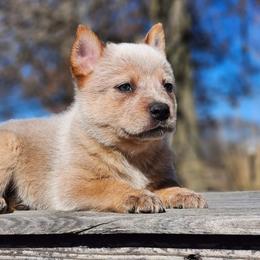 AKC Dallas - Red speckled male Australian Cattle Dog puppy in Chillicothe, Missouri from TLC Cattle dogs