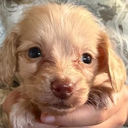Casper - Cream male Dachshund puppy in Hudson, Michigan from Mittentail Kennel Miniature Dachshunds & Australian Shepherds