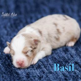 Basil - Red merle male Miniature American Shepherd puppy in Herriman, Utah from Painted Blue Aussies