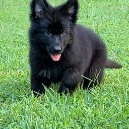 Digger - Black male German Shepherd puppy in Youngsville, North Carolina from di Casa Ortiz German Shepherds