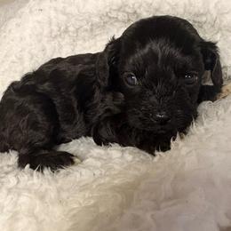 Juniperberry - Black female Cavapoo puppy in El Sobrante, California from Mckendra's Legacy