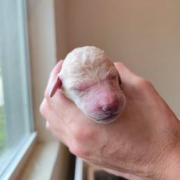Black - Cream male Poodle puppy in North Port, Florida from Desert in the South Standard Poodles
