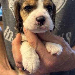 Green - Black red and white female Beagle puppy in Rockwell, North Carolina from Knockhill Beagles