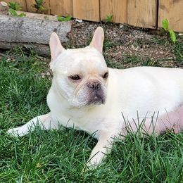 French Bulldogs from Monson French Bulldogs
