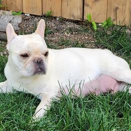 French Bulldogs from Monson French Bulldogs