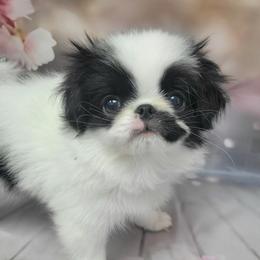 Boy 2 - White and black male Japanese Chin puppy in Kissimmee, Florida from kennel ASTRAGUS