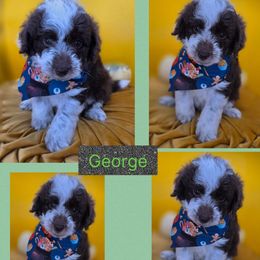 George - Chocolate male Goldendoodle puppy in Decatur, Tennessee from Diamond's Doodles