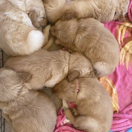 Golden Retriever Puppies from Golden Star Ranch