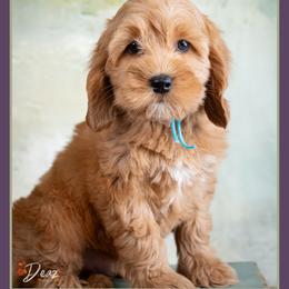 Michael - Red male Cockapoo puppy in Connersville, Indiana from Deaz Doodle Ranch