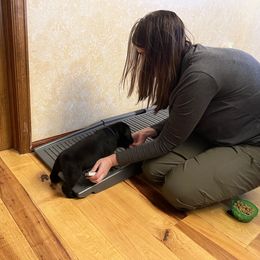 Labrador Retriever Puppies from Armory Labradors