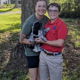 Cocker Spaniel Puppies from Huntcrest Cockers