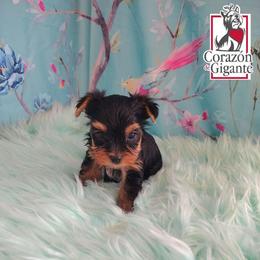 Benedict Bridgerton - Black and tan male Yorkshire Terrier puppy in California from Corazon de gigante