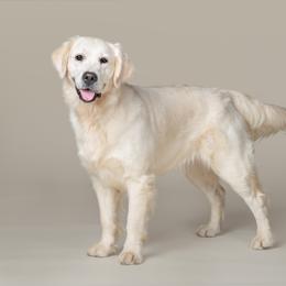 Pearl - Golden Retriever