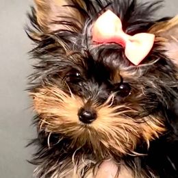 Pomeranians and Yorkshire Terriers from BC Breeders Association