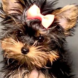 Pomeranians and Yorkshire Terriers from BC Breeders Association
