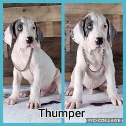 Thumper - Blue and white Great Dane puppy in Gonzales, Louisiana from Anstatt House Of Danes