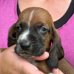 Male 6 - Mahogany and white male Basset Hound puppy in Lindley, New York from Hill Top Basset Hounds & Cane Corso