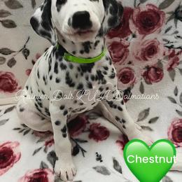 Dalmatian Puppies from Rainier DALS LUA Dalmatians