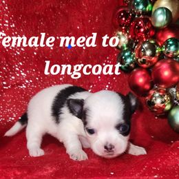 Holly - Black and white female Chihuahua puppy in Attleboro, Massachusetts from Treasured Hearts Chihuahuas