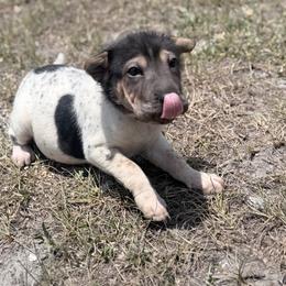 Peppermint - Black male Chinese Shar-Pei puppy in Lehigh Acres, Florida from Florida Wrinkles