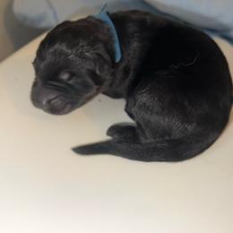 Sully - Black male German Shepherd puppy in Winterport, Maine from Vom Stevens Old Fashioned German Shepherds