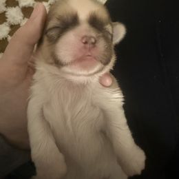 Girl 1 - Sable and white Shih Tzu puppy in Ocean Springs, Mississippi from Wood Foo Breeders